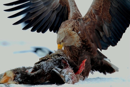 Bald Eagle Feasting on a Carcass - eagle, feathers, bird of prey, sky