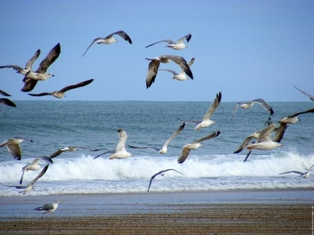 Seagulls - ocean, seagulls, flock, flight