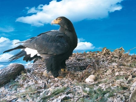 The Black Eagle - bird of prey, black eagle, forests, asia