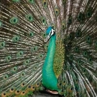 Male Peacock