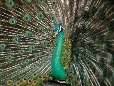 Male Peacock - colorful, male, peacock, feathers