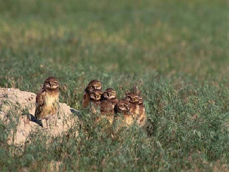 Young Owls - owls, young, bird of prey, mice diet