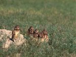 Young Owls