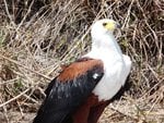 The African Fish Eagle