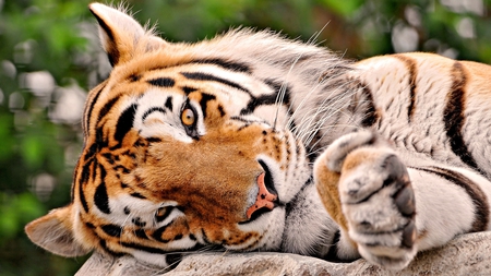 Big Cat - fur, animal, resting, paws, cat, stripes