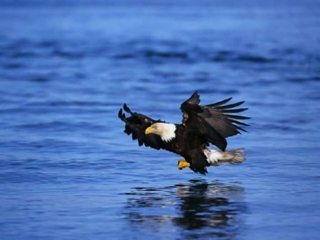 The Bald Eagle Fishing - eagle, feathers, bird of prey, sky