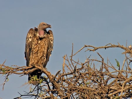 The Griffon Vulture - scavenger, feathers, bird, vulture