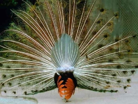 The Male Peacock - colorful, male, peacock, feathers