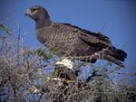 Young Bald Eagle