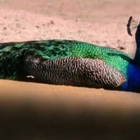 The Male Peacock