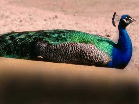 The Male Peacock - colorful, male, peacock, feathers