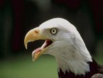 The Bald Eagle