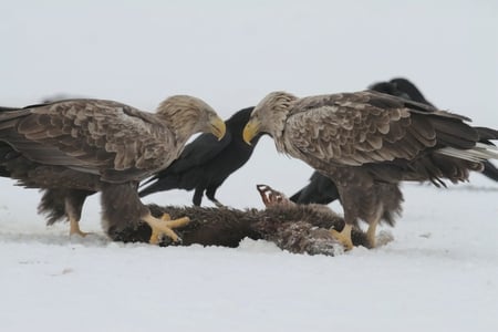 White Tailed Eagles and Ravens - ravens, carion, snow, eagles