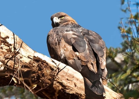 A Young Bald Eagle - eagle, feathers, bird of prey, sky