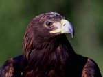 A Young Bald Eagle