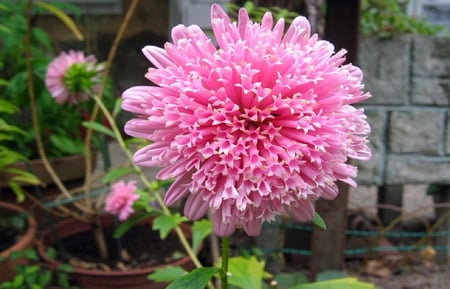 Callistephus (Aster flower). - callistephus, aster, leaf, flower, plant