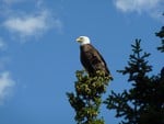 The Bald Eagle