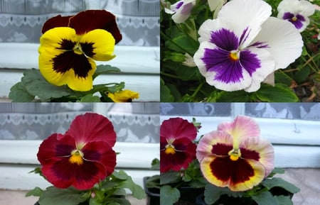 Viola (Pansy). - pansy, plant, annual, leaf, viola, flower