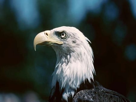 The Bald Eagle - eagle, feathers, bird of prey, sky