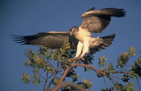 The Red-Tailed Hawk - bird of prey, hawk, sky, red-tailed