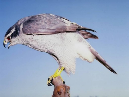 The Peregrine Falcon - bird of prey, sky, falcon, peregrine