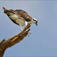 Osprey - A Bird of Prey