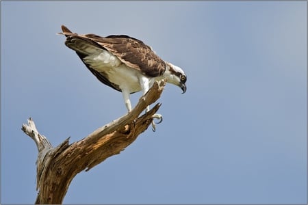 Osprey - A Bird of Prey - osprey, bird feathers, bird of prey