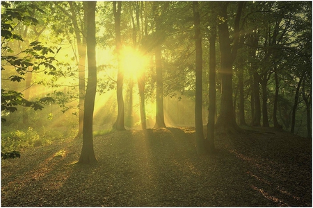 Morning Light - morning, sunshine, trees, forest, light, glorious