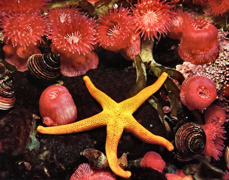 Blood Sea Star - sea star, anemone, starfish, photo, photography, brandon cole, cole