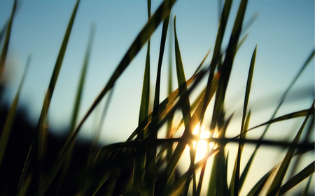 Sunrise through the grass - nature, sky, amazing, blue, sunrise, grass