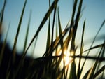 Sunrise through the grass