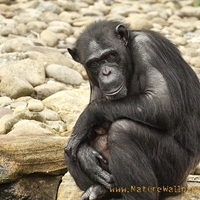 chimpanzee