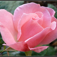 A Lovely Rose for My Lovely Friends