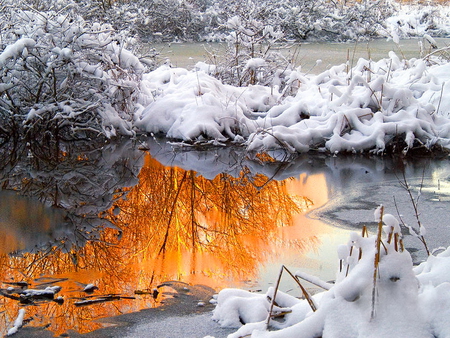 Reflections - covered, frozen, winter, water, nature, bushes, snow, reflection