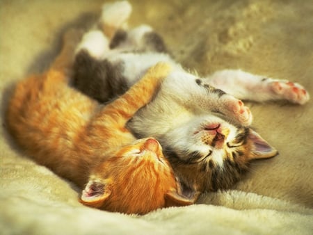 sleeping kittens - cats, abimals, kittens, sleeping