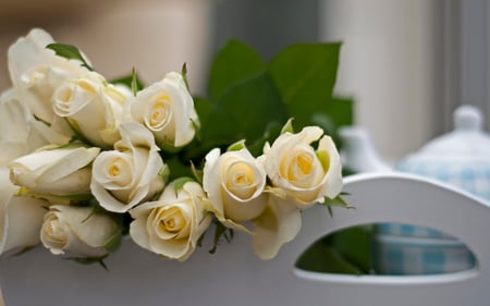 roses - roses, white, cool, pics