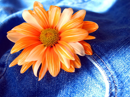 A flower in the pocket - jeans, blue, colorful, orange, funny, daisy, flower, pocket