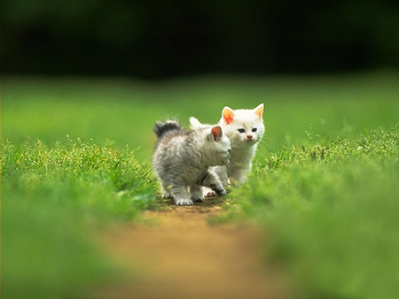 little explorers - garden, explorers, cats, kittens