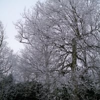 Icy winter morning