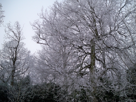 Icy winter morning - white, winter, nature, ice