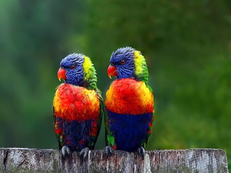 Little birds after the rain - colorful, birds, after, rain, little, friends, colors