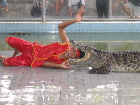 Don't Try This At Home! - alligator, thailand, reptiles, pattaya