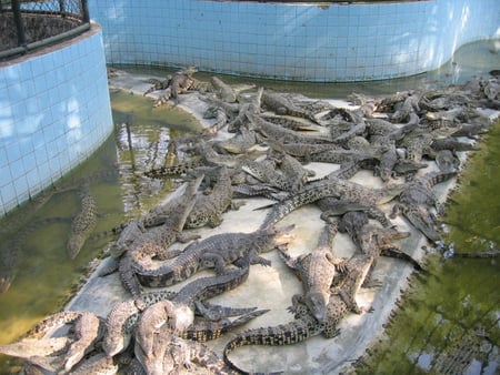 Lots of alligators! - thailand zoo, alligators, thailand, reptiles