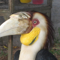 Exotic bird in Thailand