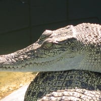 Crocodile at Thailand Farm