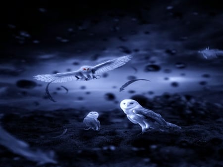 NIGHT OWLS - white, flying, feathers, owls, animals, night, birds