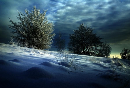 winter evening - trees, winter, nature, blue, evening, snow