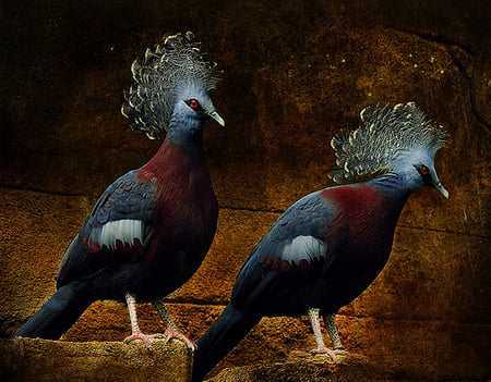 Amazing Pigeons - pigeons, amazing, wonderful, birds