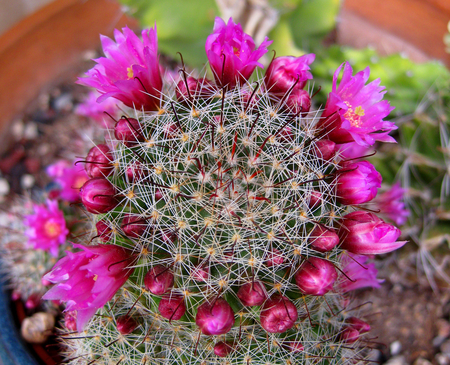 Cactus Flower - color, cactus, desert, red