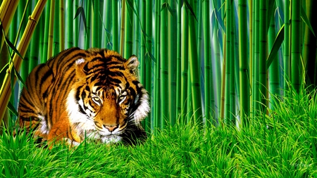 Tiger in Bamboo - india, wild animal, forest, cat, green, bamboo, tiger